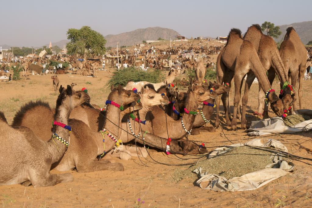 Sajjan Bagh Resort Pushkar Eksteriør billede